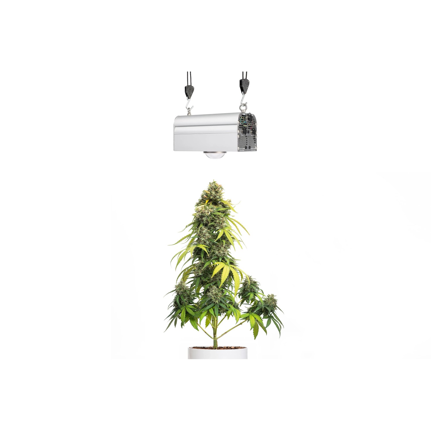 Parus LED-Pflanzenlampe Canna Bulb 150 über Cannabis-Pflanze im Topf.