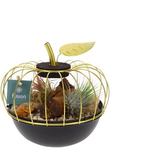Tillandsien-Arrangement im Apfelgefäß (Ø 17cm): Dekorative Tillandsia im goldenen Draht-Apfel.
