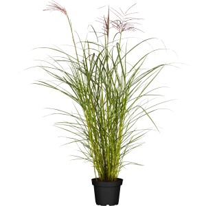 GROW by OBI Chinaschilf "Ferner Osten" Topf-Ø ca. 22 cm Miscanthus sinensis