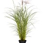 GROW by OBI Chinaschilf Ferner Osten im Topf, Ziergras mit rot-weißen Blütenwedeln.