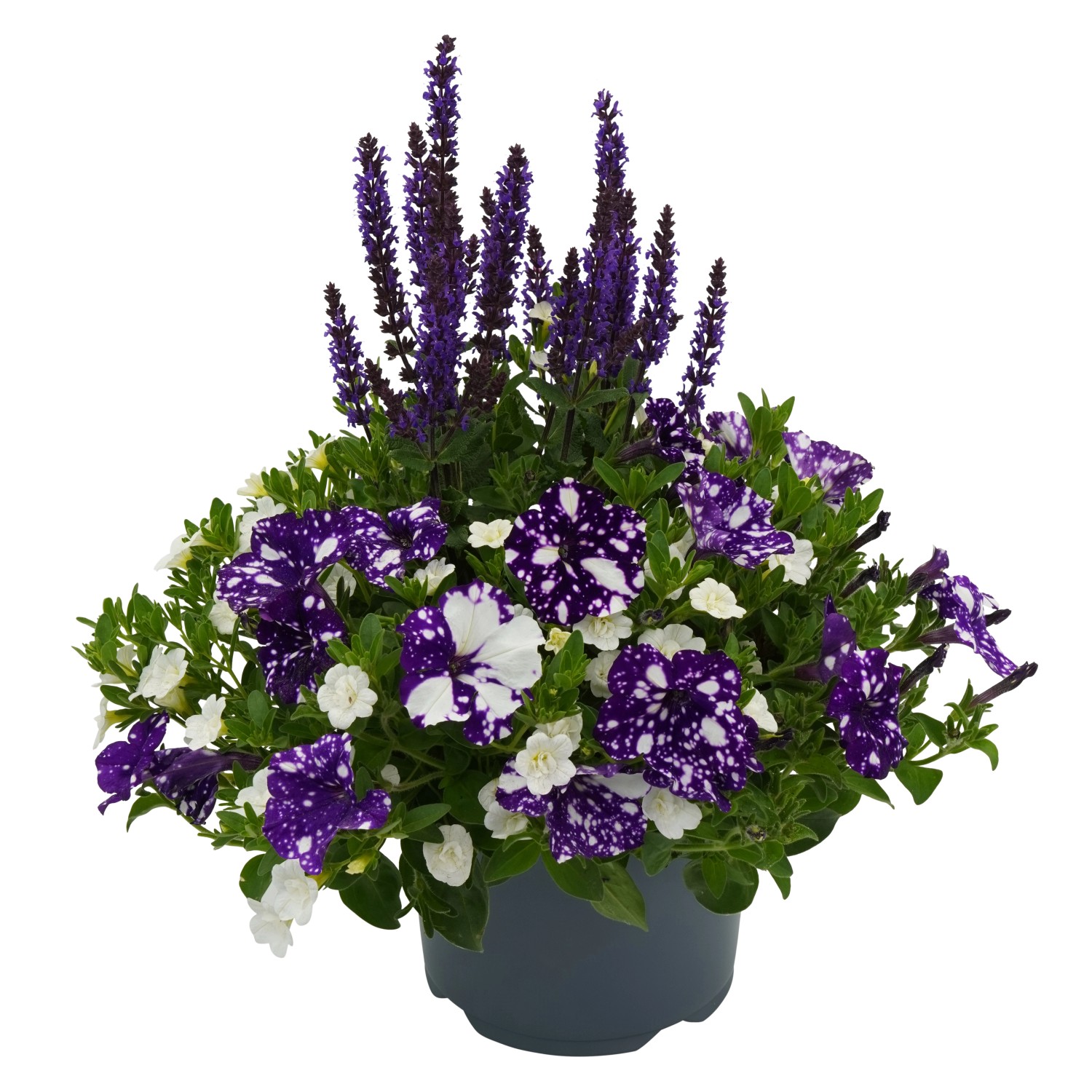 Gattungsmix Beetpflanzen und Stauden Bloomix Mix Höhe ca 50 70 cm