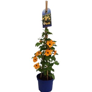 Schwarzäugige Susanne im Topf, ca. 60-80 cm hoch, mit orangen Blüten und dunkler Mitte.