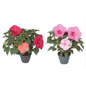 Hibiskus in verschiedenen Farben im Topf. Blühende Beet- und Kübelpflanze.