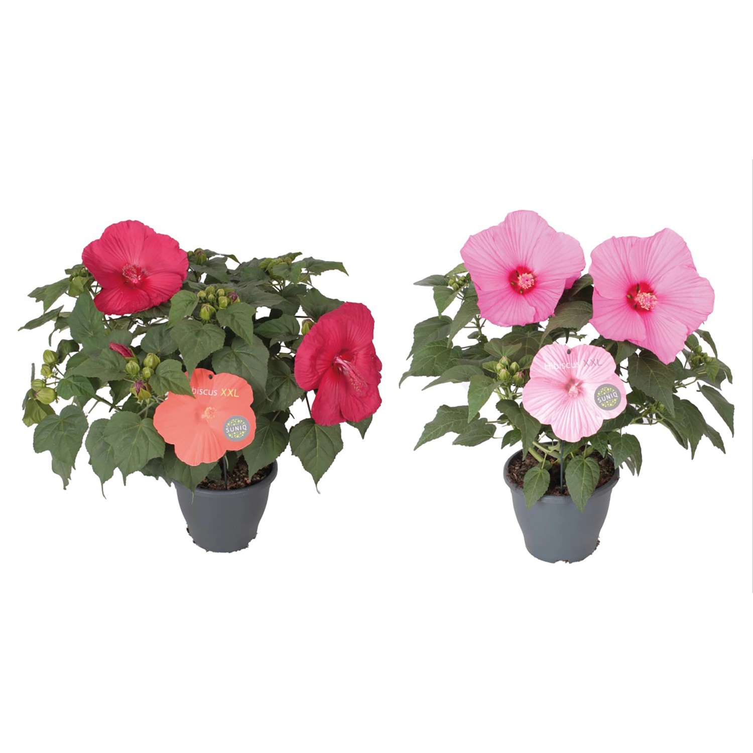 Hibiskus in Farben Höhe ca. 60 cm TopfØ ca. cm 23 cm Hibiscus
