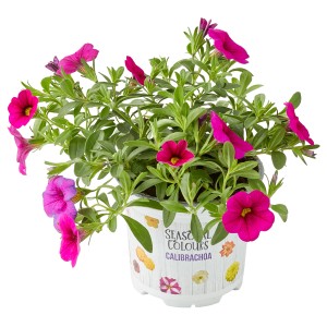 Zauberglöckchen Farbmix im Topf, Calibrachoa mit pink-roten Blüten.