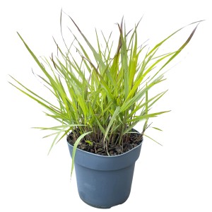 GROW by OBI Rutenhirse 'Cheyenne Sky' im Topf, rotgrünes Ziergras für Beet und Kübel.