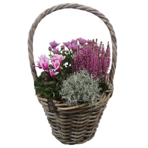 Herbstliches Arrangement im Weidekorb (ca. 25 cm Ø) mit Heide, Alpenveilchen und Chrysanthemen.