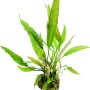 Dennerle Aquariumpflanze Cryptocoryne Usteriana In-Vitro, grüne Wasserpflanze mit langen Blättern.