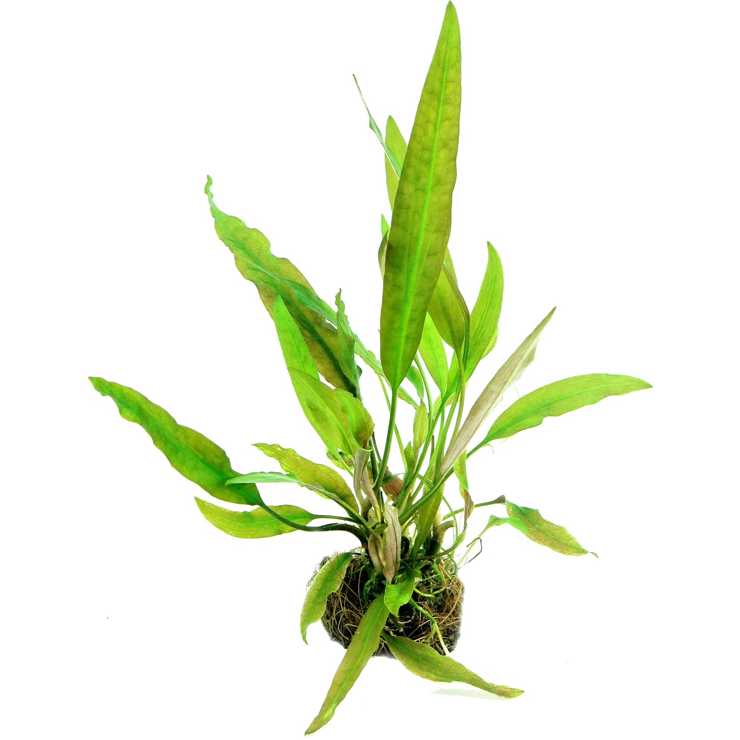 Dennerle Aquariumpflanze Cryptocoryne Usteriana In-Vitro, grüne Wasserpflanze mit langen Blättern.
