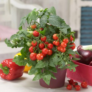 Blu Tomate Mini im Topf, kleine rote Früchte und grüne Blätter. Fruchtgemüse für Balkon und Terrasse.