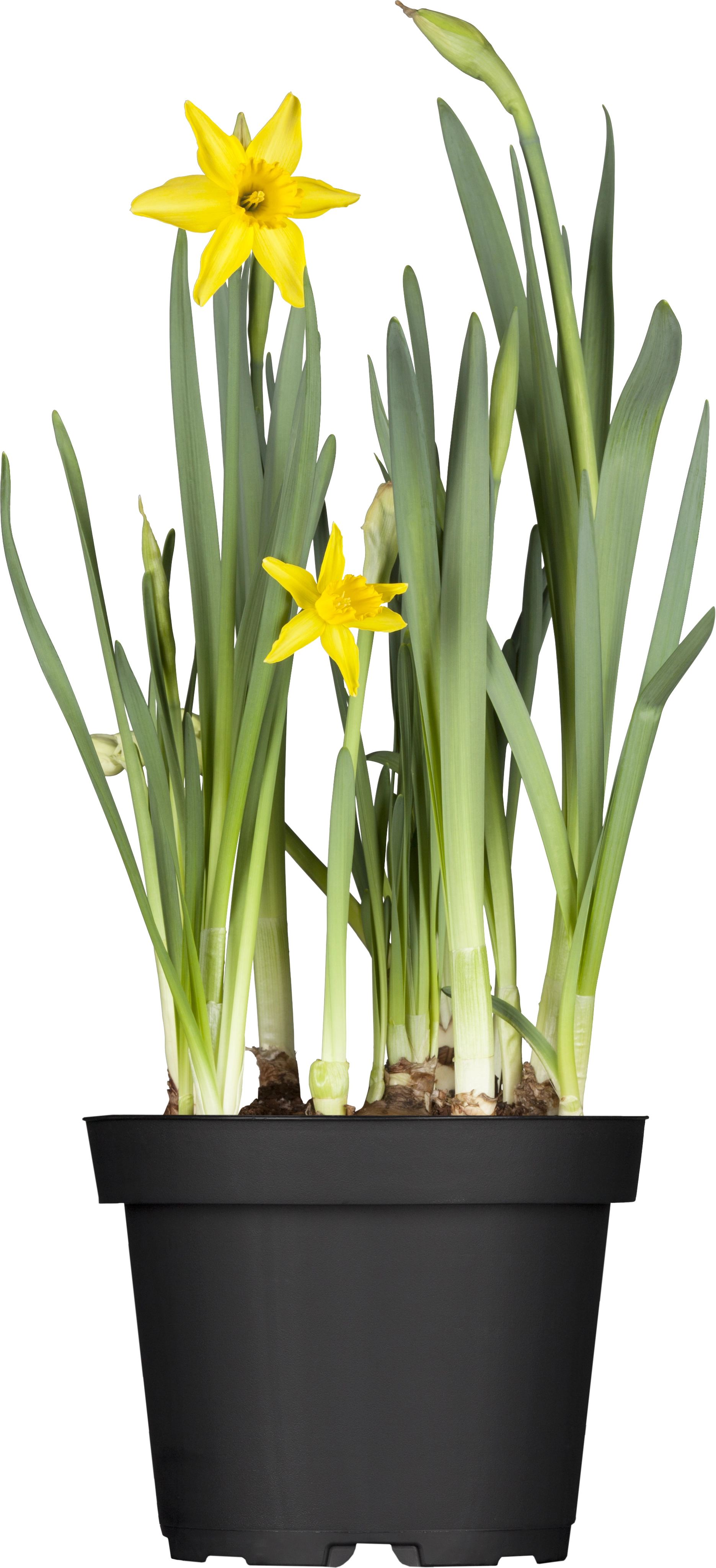 GROW by OBI Narzisse "Tete a Tete" Gelb TopfØ ca. 12 cm Narcissus