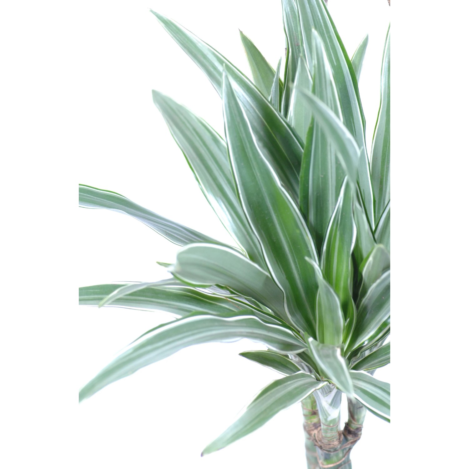 Drachenbaum "Warneckii" Hhe ca. 180 - 190 cm Topf- ca. 32 cm Dracaena  kaufen bei OBI