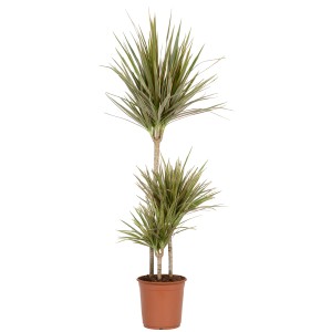 Grünpflanze, verschiedene Sorten im Topf, ca. 90-120 cm hoch, mit schlanken, grünen Blättern.