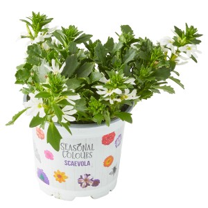 Fächerblume (Scaevola) im Topf, weiße Blüten und grüne Blätter. Ideal für Balkon und Garten.