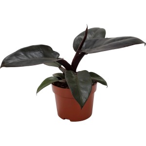 Baumfreund 'Black Cardinal' im Topf, eine Zimmerpflanze mit dunklen Blättern.