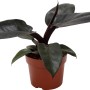 Baumfreund 'Black Cardinal' im Topf, eine Zimmerpflanze mit dunklen Blättern.