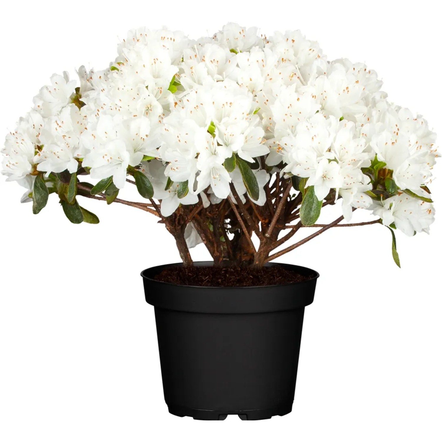 Azalee "Feenkissen" Wei Topf- ca. 18 cm Rhododendron obtusum kaufen bei  OBI