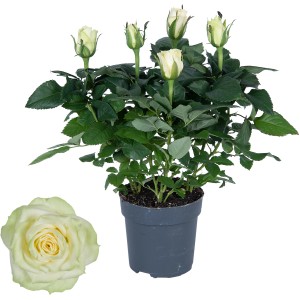 Zimmer-Rose Weiß im Topf, ca. 30-35 cm hoch, mit Blüten und Knospen.