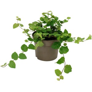Kletterfeige Green Sunny im Topf, Ficus pumila mit kleinen, runden Blättern.