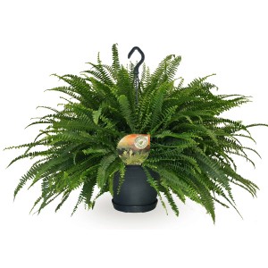 Üppiger Schwertfarn Green Lady im Topf, Zimmerfarn für hängende Dekoration.