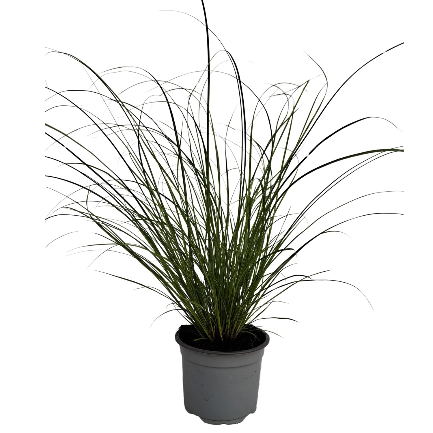 GROW by OBI Japan Segge "Phoenix Green" Hellgrün TopfØ ca. 12 cm Carex howardii kaufen bei OBI