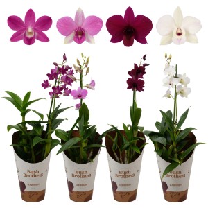 Bambus-Orchidee Sa-Nook in verschiedenen Farben als Zimmerpflanze im Topf.