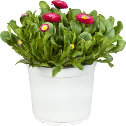 Tausendschön Gefüllt TopfØ ca. 13 cm Bellis perennis kaufen bei OBI