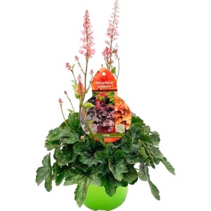 Purpurglöckchen Pink Revolution im Topf, eine farbenfrohe Frühjahrsbepflanzung mit rosa Blüten.