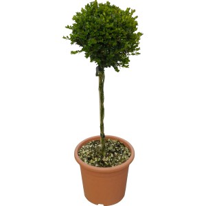GROW by OBI Buchsbaum "Faulkner" Höhe ca. 65 cm Topf ca. 9 l Buxus