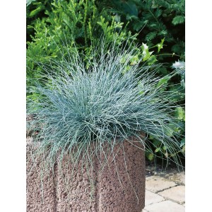 GROW by OBI Blauschwingel "Eisvogel" Topf-Ø ca. 12 cm Festuca glauca