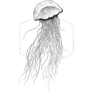 Komar Wandbild Jellyfish White, 40x50 cm, Quallen-Motiv als Deko für die Wand.