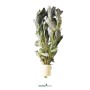 Dennerle Plants Feinfiedrige Haarnixe Cabomba aquatica, filigrane Aquariumpflanze.