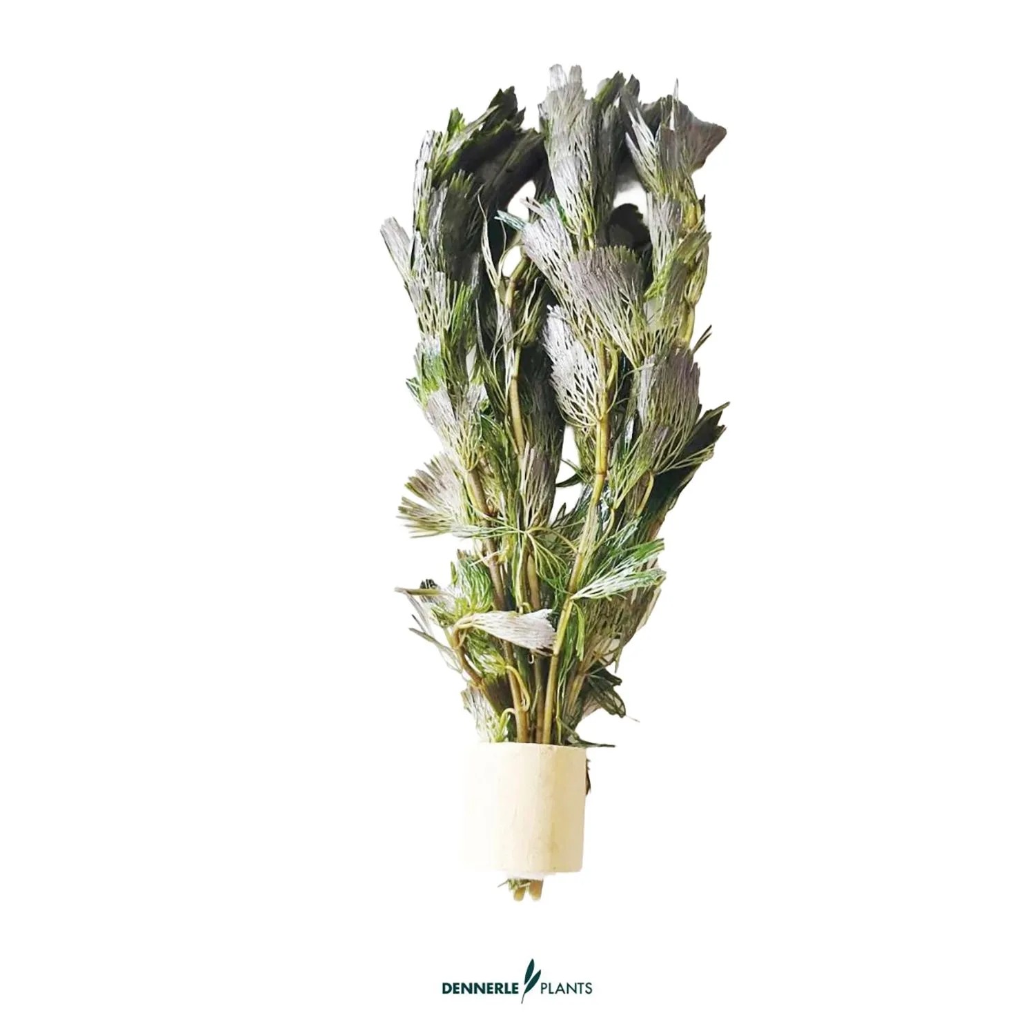 Dennerle Plants Feinfiedrige Haarnixe Cabomba aquatica, filigrane Aquariumpflanze.