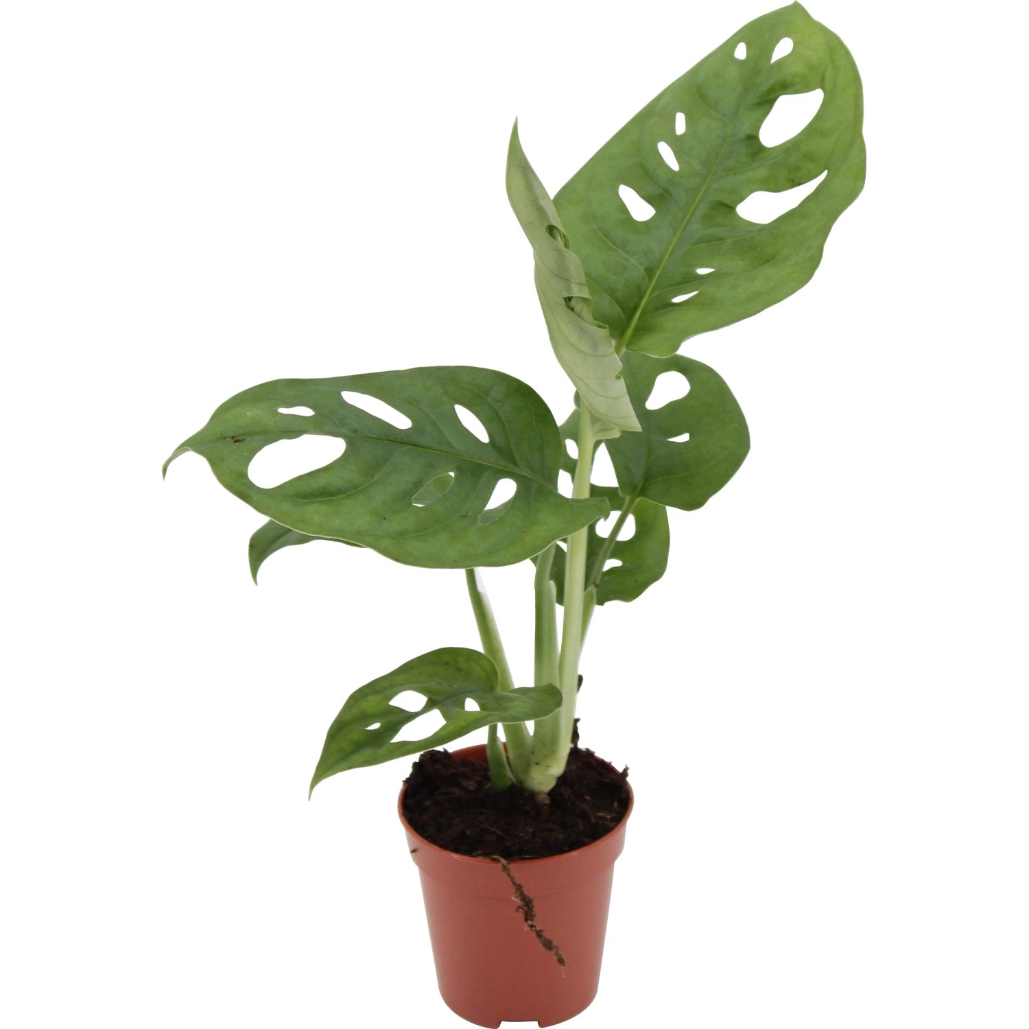 Fensterblatt "Monkey Leaf" ca. 15-30 cm Topf- ca. 5,5 cm Monstera  adansonii kaufen bei OBI