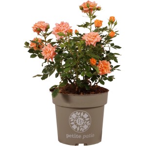 GROW by OBI Patio-Rosen Topf 4,5 l