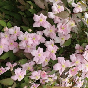 Waldrebe "Rubens" Rosa Höhe ca. 40 - 60 cm Topf-Ø ca. 17 cm Clematis montana