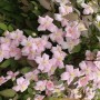 Nahaufnahme der Waldrebe Rubens Rosa mit zarten, rosa Blüten und grünen Blättern.