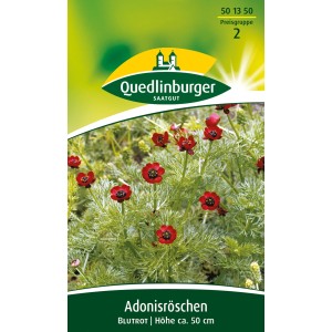 Quedlinburger Adonisröschen 'Blutrot', Blumensamen für leuchtend rote Sommerblumen im Beet.