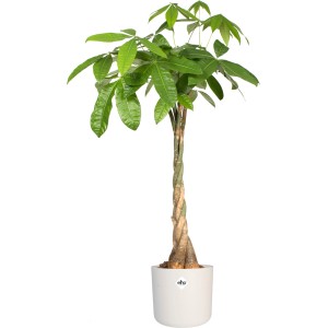 Elho Blumentopf B.For Soft Rund, Ø 13,8 cm, Weiß mit Geldbaum (Pachira) im Innenbereich.