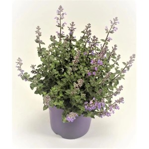 Blühende Hybrid-Katzenminze (Nepeta faassenii) im lila Topf, ca. 25 cm hoch.