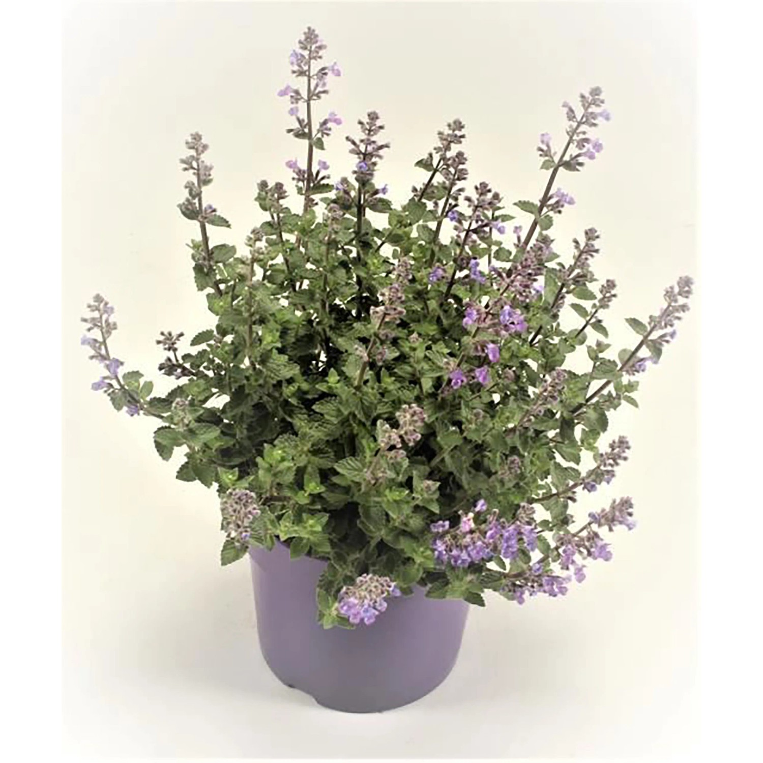 Blühende Hybrid-Katzenminze (Nepeta faassenii) im lila Topf, ca. 25 cm hoch.