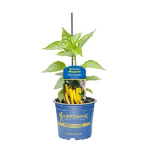 Kiepenkerl Chili-Paprika Carla Gelb im Topf, eine ertragreiche Sorte Fruchtgemüse.