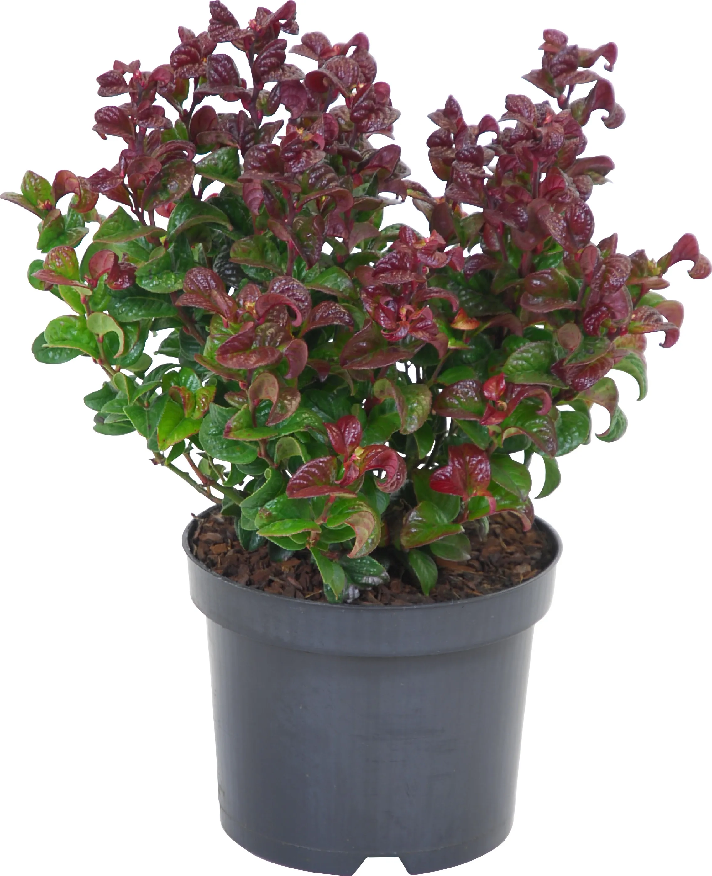 Traubenheide "Curly Red" Höhe ca. 25 cm TopfØ ca. 17 cm Leucothoe