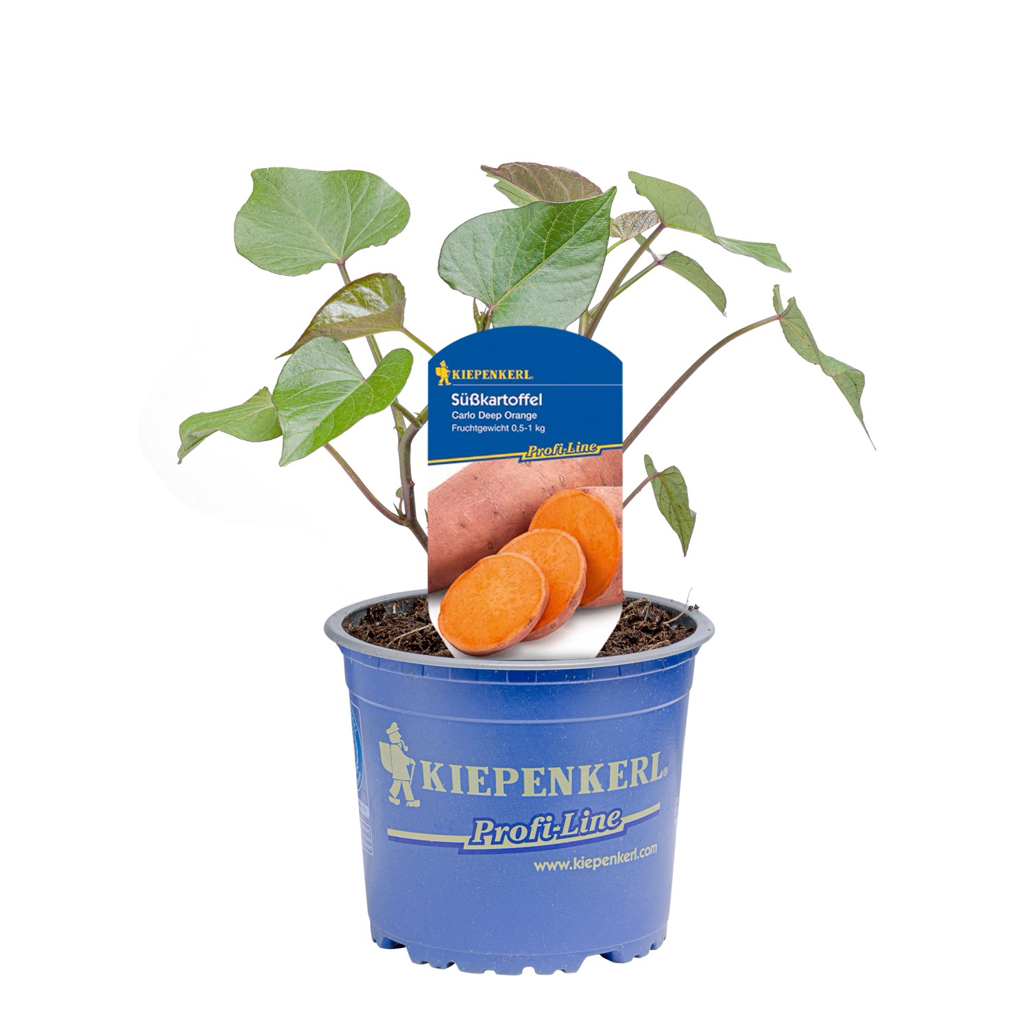 Kiepenkerl Süßkartoffel &amp;quot;Carlo Deep Orange&amp;quot; Topf-Ø ca. 12 cm Ipomoea ...
