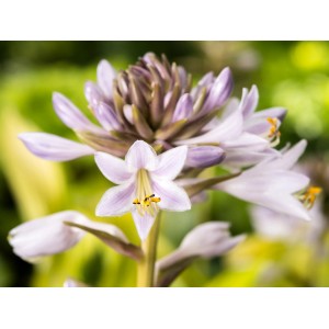 Nahaufnahme der blühenden Funkie (Hosta) mit gelb-bunten Blättern im Topf.