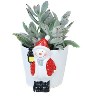 Dickblatt in Schneemann-Keramik Topf-Ø ca. 11 cm