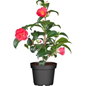 OBI Kamelie im Topf, ca. 13 cm, mit roten Blüten und grünen Blättern.