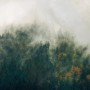 Komar Fototapete Vlies: Nebelverhangener Wald in den Karpaten, 300x200 cm. Natur für Kinder- und Schlafzimmer.