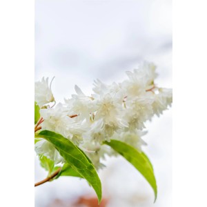Detailaufnahme der weißen Blüten der OBI Deutzie "Plena".