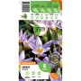 Verpackung GROW by OBI Krokus Tricolor, 8 Stück Blumenzwiebeln mit lila-beigen Blüten.
